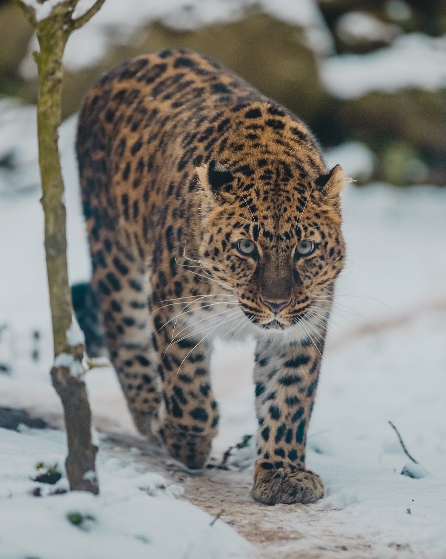 Amur Leopard 2023