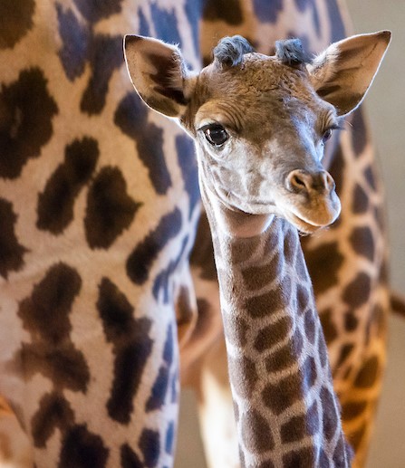 Baby Giraffe 2022