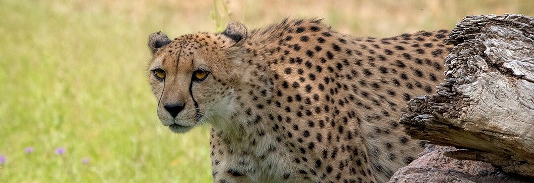 Cheetah21